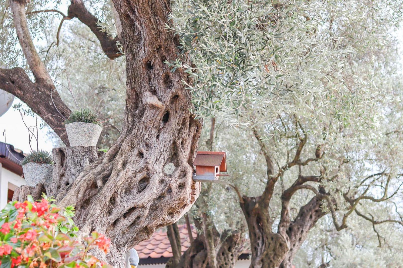 Hilja's Oliven Garden Bungalows Ulcinj Exterior foto