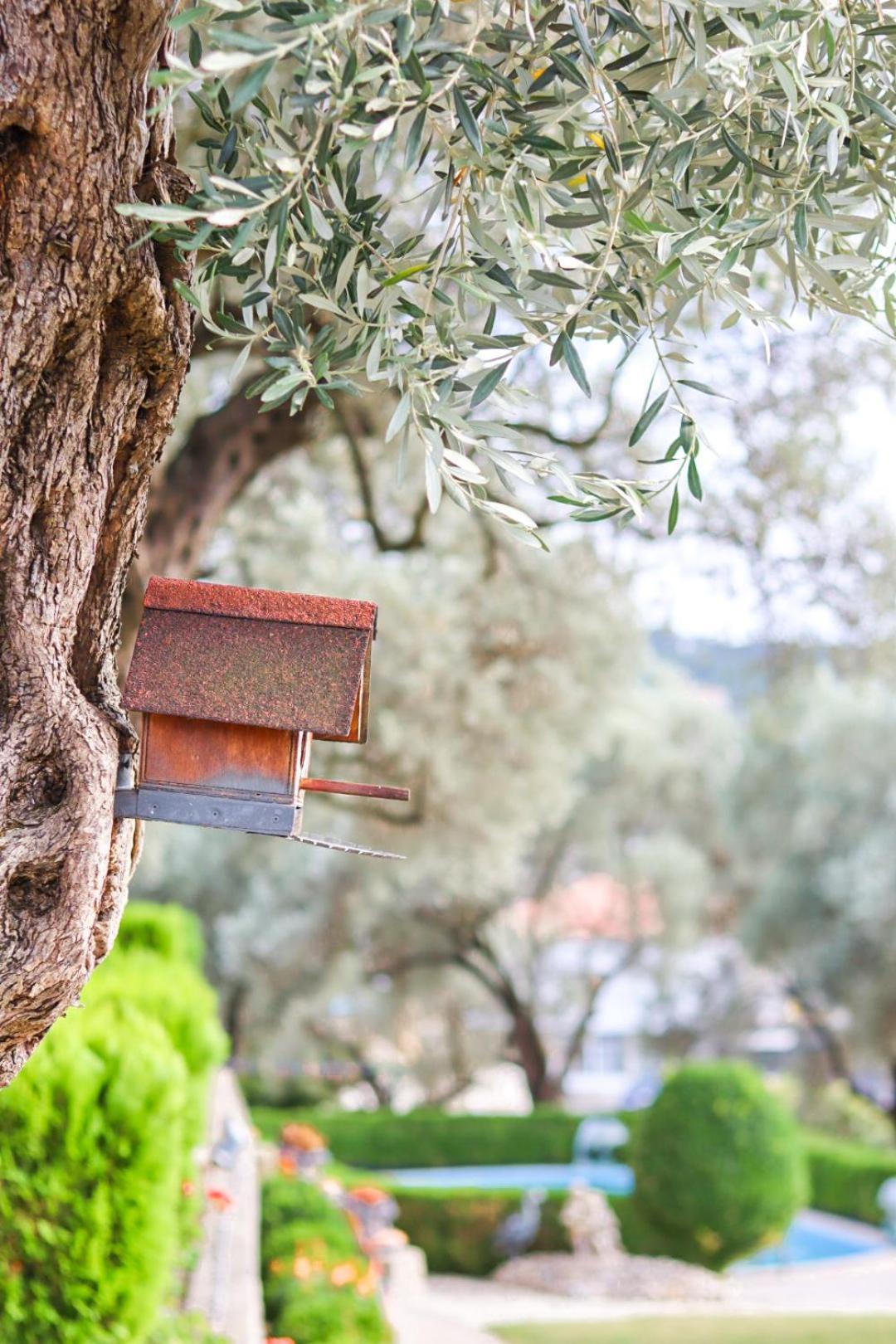 Hilja's Oliven Garden Bungalows Ulcinj Exterior foto